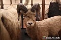 VBS_0954 - Riapre il Museo di Scienze Naturali dopo dieci anni di chiusura